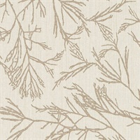 Canyon Willow Paria